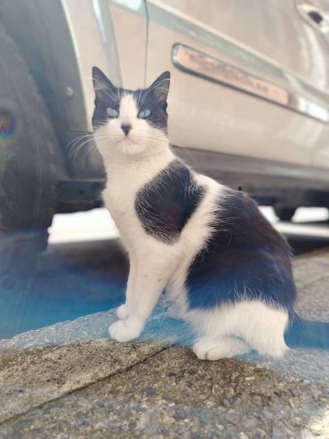 Foto de Gata