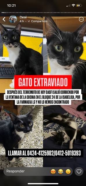 Foto de Gato extraviado después del terremoto de ayer salió corriendo por la ventana