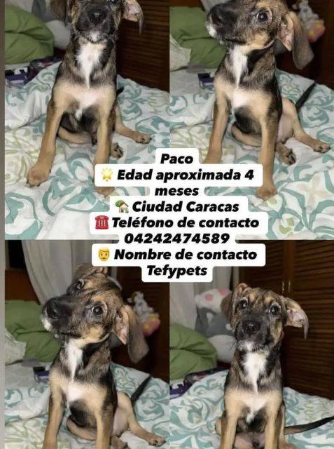 Foto de tefy