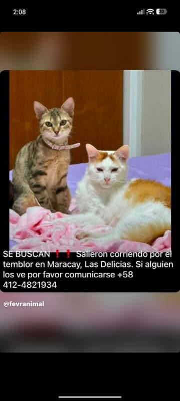 Foto de Gata rubía y atigrada