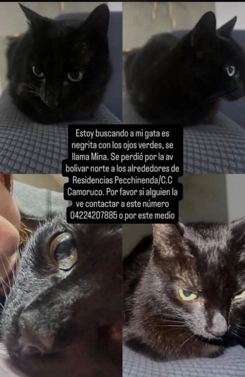 Foto de Mina Gata