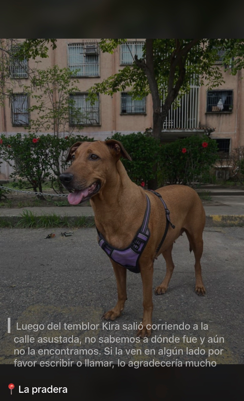 Foto de Kira Perrita