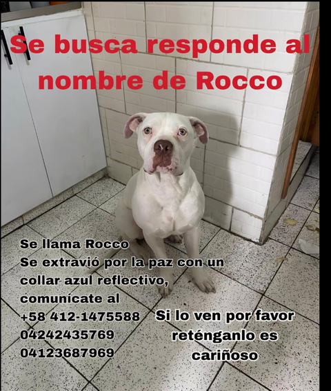 Foto de Rocco No tiene