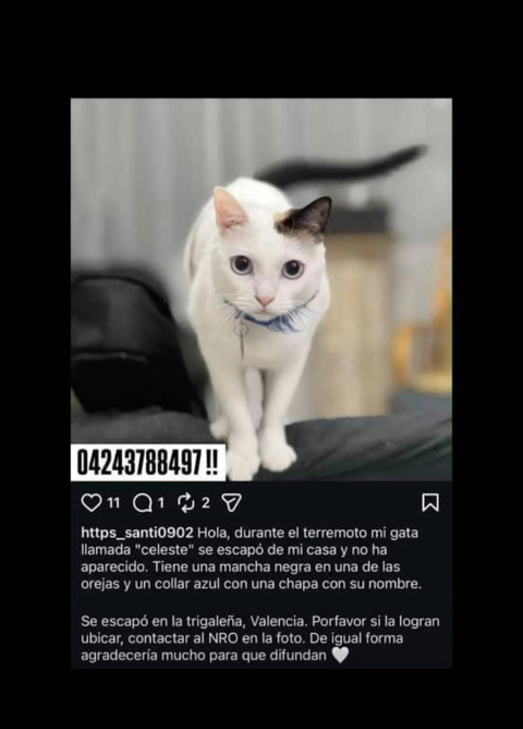 Foto de Celeste Gata