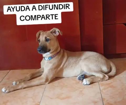Foto de Se llama Lilo