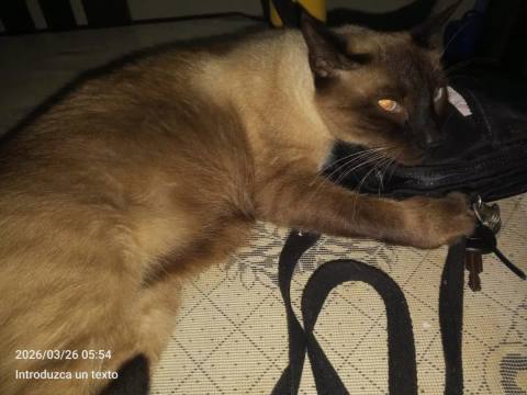 Foto de Loki Gatito