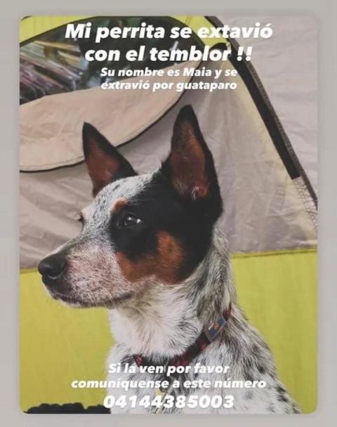 Foto de Maia Perrita