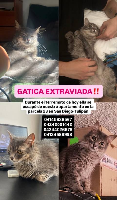 Foto de Gatita extraviada (no sé el nombre) Gatita extraviada